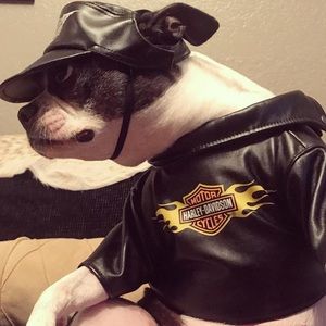 Harley Davidson tiny jacket and dog hat